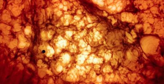 critica-cine-el-arbol-vida-L-_dTN7J